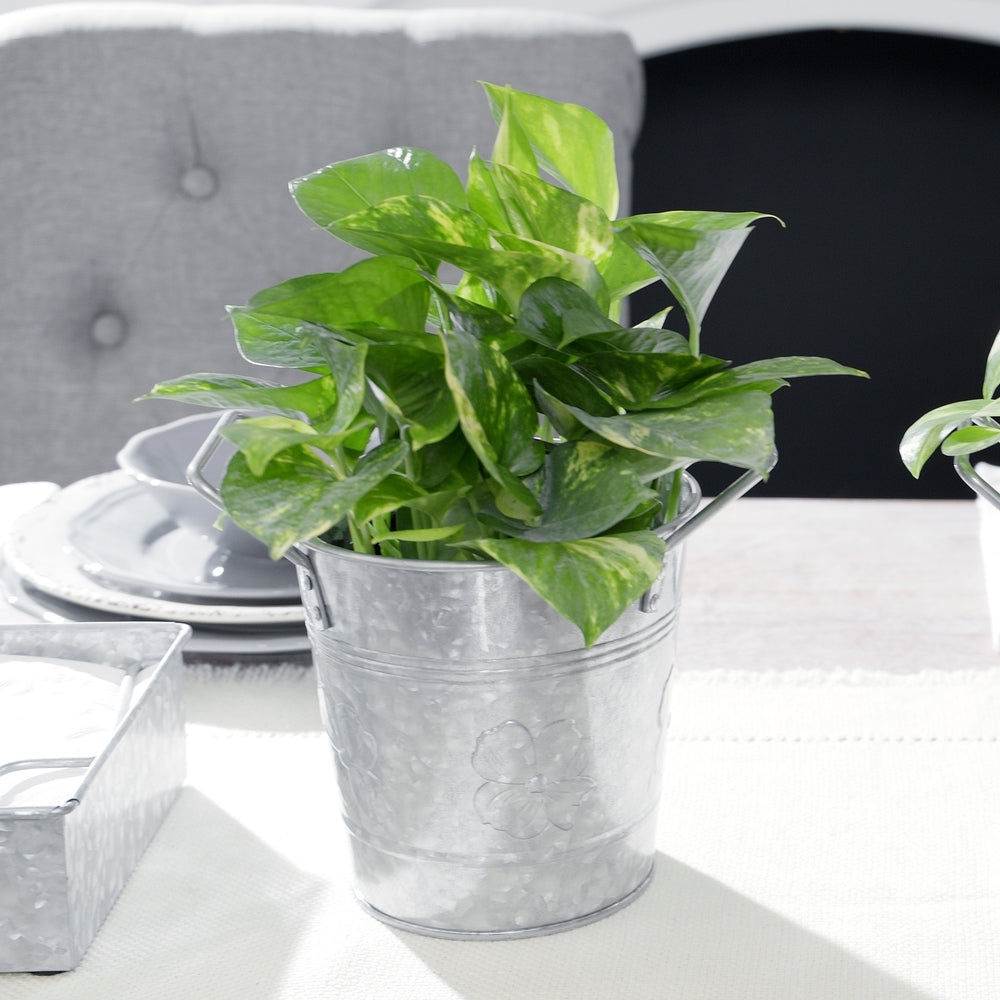 galvanized plant pots Walford Home 6" Pot Set (set of 2)